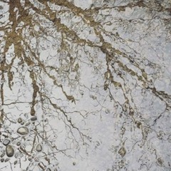 Lungs (Demo)