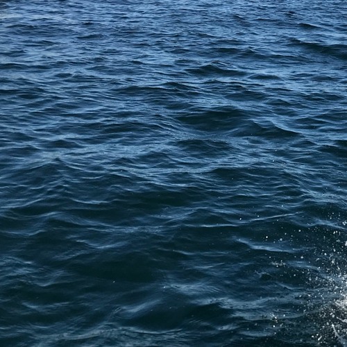 Birkini Bottom