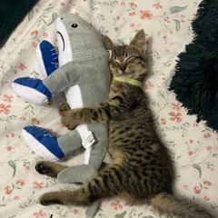 сносит крышу (prod. aknd + ashy)