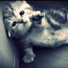 ptit chat mignon 🎀 ₍⸍⸌̣ʷ̣̫⸍̣⸌₎