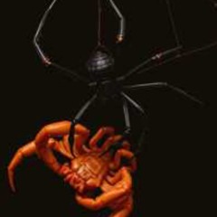 Black Widow vs. Scorpion (Black Metal)
