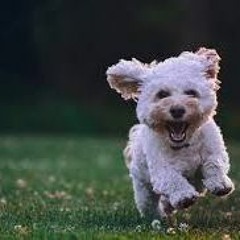 run, run away with me