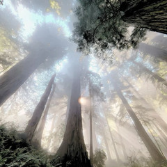 heaven gates