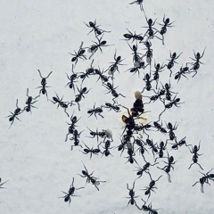 @ PULSO INTIMO SHOWCASE SCL 5AM 421