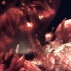 Together Alone (Live)