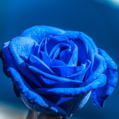 Blue Rose -