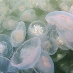 Jellyfishྀ❀꧂
