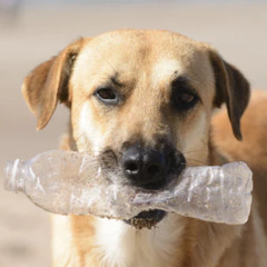 poe + ssj5 - lies in a bottle [s0lemn + zurah]