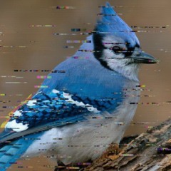 Cyanocitta Cristata