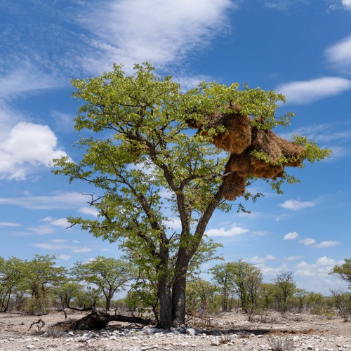 Secret Life Of A Weaver Nest