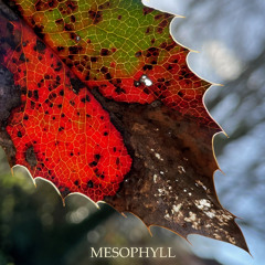 Mesophyll - Full EP