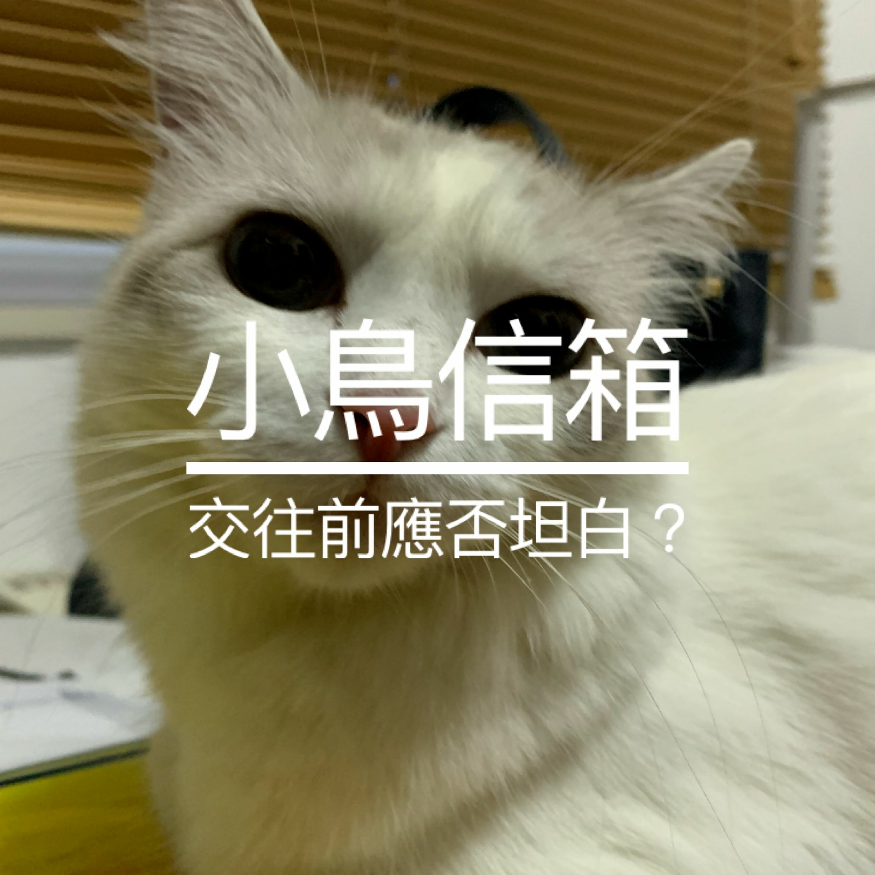 小鳥信箱 —— 剛開始交往時應否坦白自己的問題?