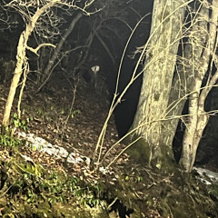 森のクマさん、『ラブコール』