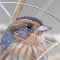 Northern Cardinal Spit