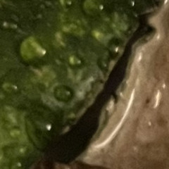 Watermelonchickencaine