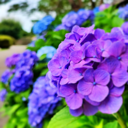 紫陽花小路 -Alley where hydrangea bloom-