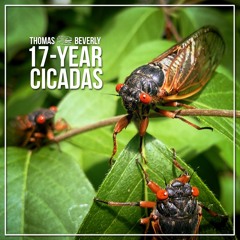 17-Year Cicadas