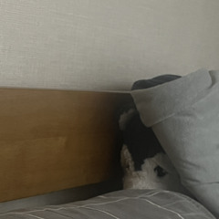스트레이 달