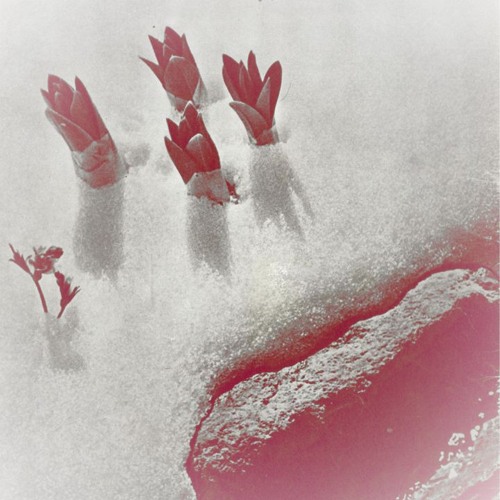 Forager Records w/ Heather Johnson 051224