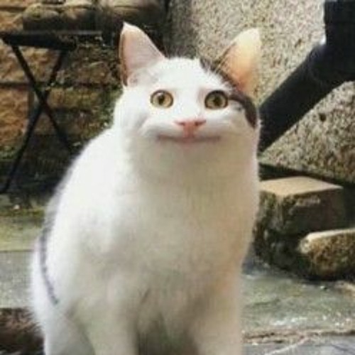 禪