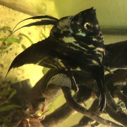 a playlist with good fish