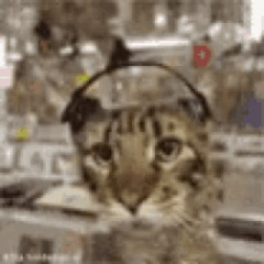 lungskull - funny cat vids