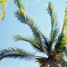 Palm Trees (Tropical House)