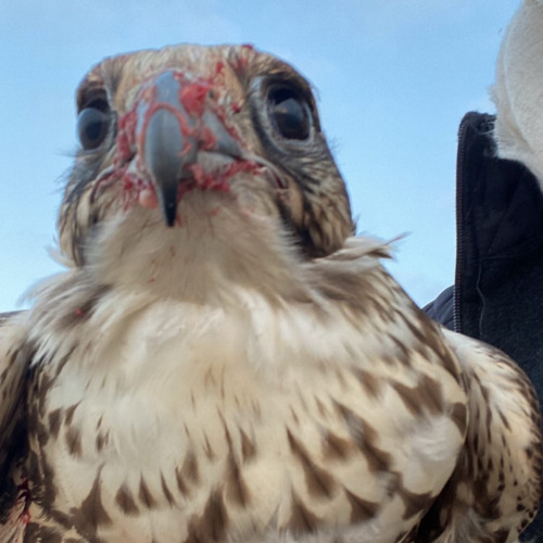 ياويل حالي - فلاح المسردي