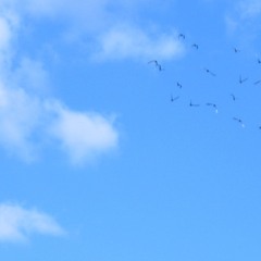 Nana Jean Said Demo P - 03:08:2024, 21.30