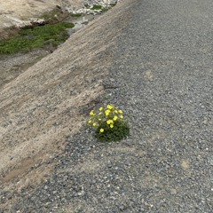 Thong Song (Nylze Edit).mp3