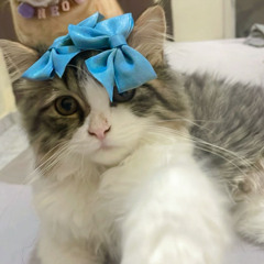 AKU TAKUT 2025 #ZARA NARA [ Djorgie L3 ]