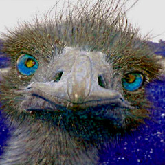 Plucking an emu in an abandoned manner