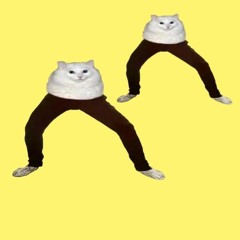funny_cat_2