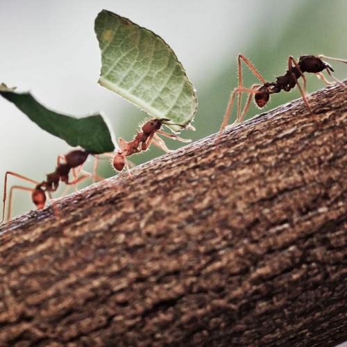 Ants