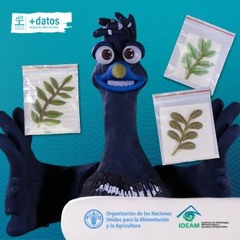 El Inventario Forestal Nacional: protegiendo la casa de CRAX, el Pauijil colombiano