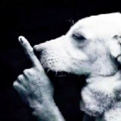 Javriil - cant dog a dog prod wyn