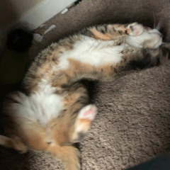 mom jeans - death cup, live at little elephant (2017)