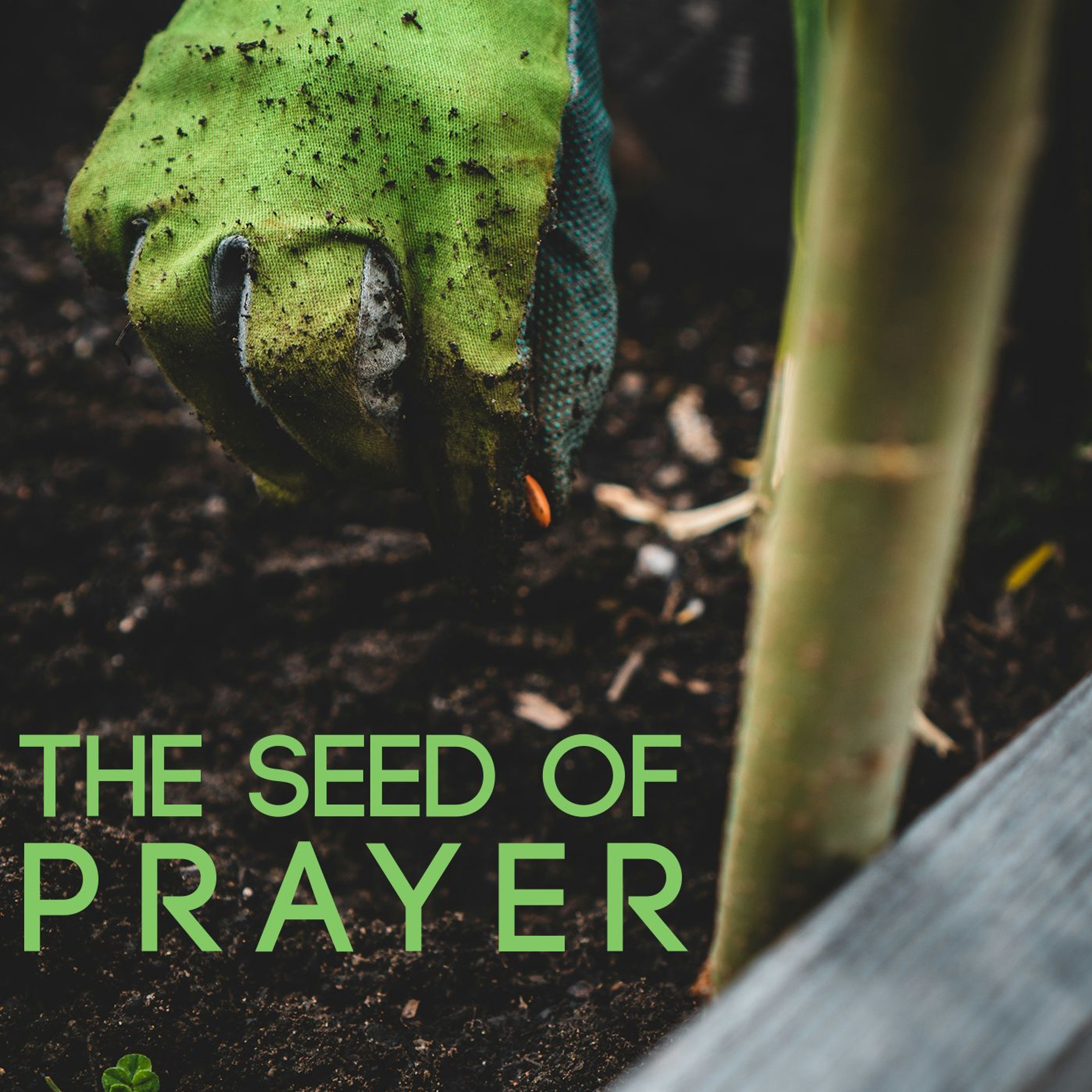 The Seed of Prayer episode artwork