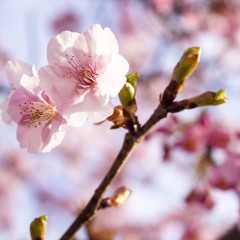 “The Lord is Changing my Spirit”| El Señor Está Cambiando mi Espíritu