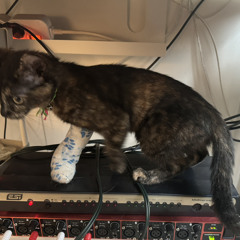 고양이 DEMO