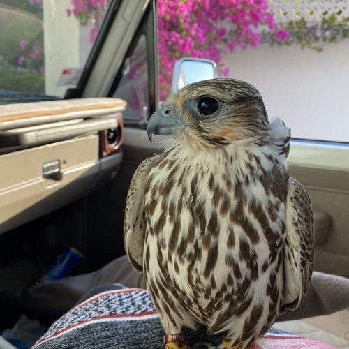 شل القمر -ميحد حمد 🚶🏻‍♀️