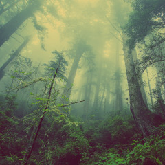 A Forest