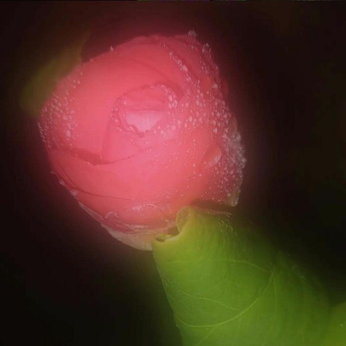 Canticles Of Ecstasy w/ Mona Servo (06/03/24)