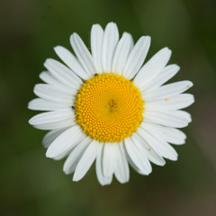 Sabrina AMA - démo Pub DIOR (voix douce et posée)