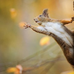 Squirrels (v1.2)