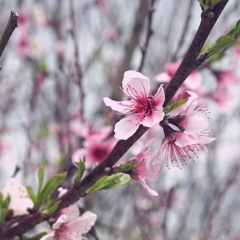 CHERRY BLOSSOM LEAVES