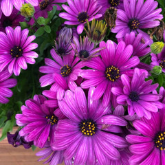 FLORES ( Versión Piano )