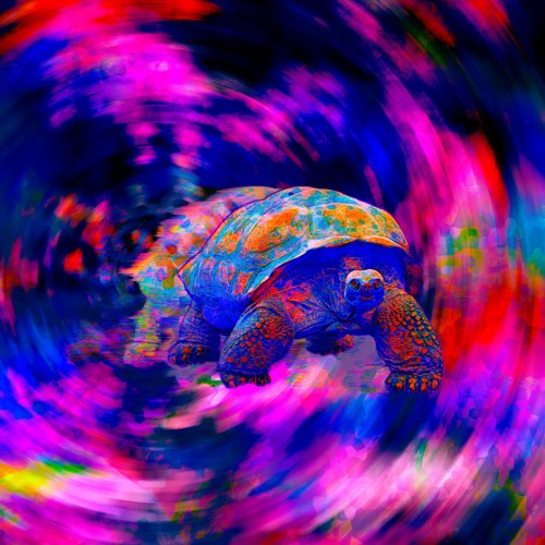 Turtle's mouv'