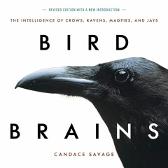 [❤ PDF ⚡]  Bird Brains: The Intelligence of Crows, Ravens, Magpies, an