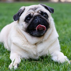doggy